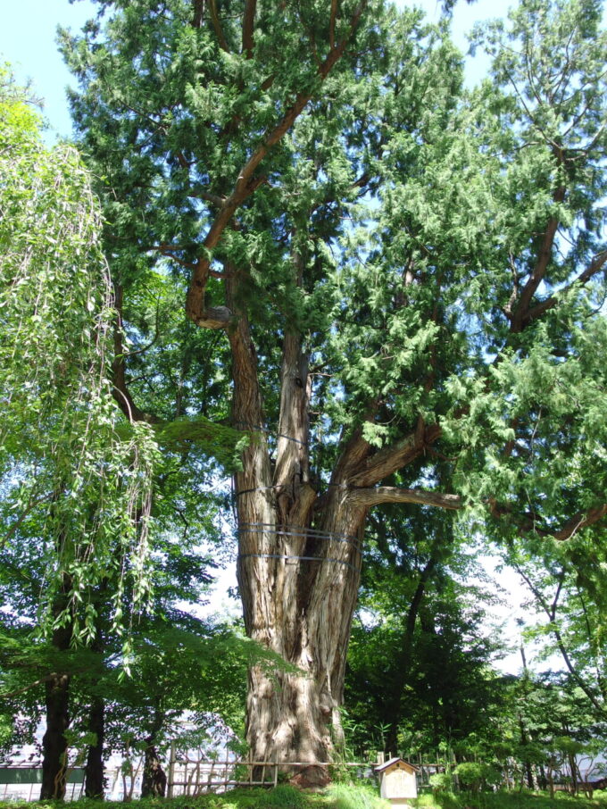 8月上旬夏の弘前弘前城の巨大なネズコの木