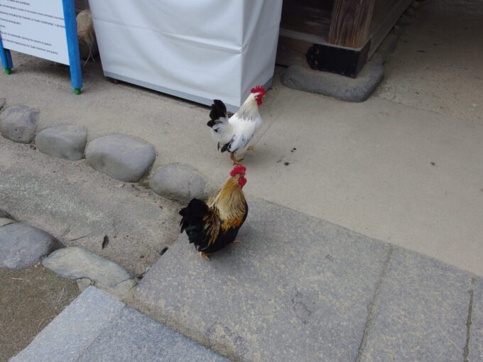 9月上旬晩夏の仙台大崎八幡宮境内を歩く鶏