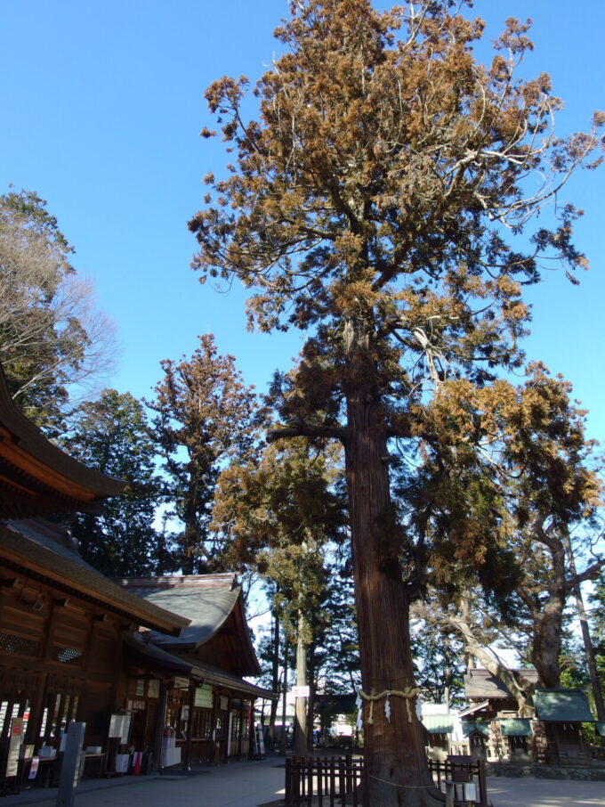 2月上旬穗髙神社見上げるほどの高さの御神木考養杉