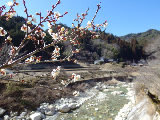 3月上旬春晴の中山道馬籠宿から妻籠宿へ町営第3駐車場近くの川辺に咲く可憐な梅の花