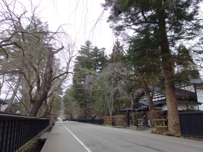 3月中旬春まだ浅い角館黒塀と枝垂桜が続く武家屋敷