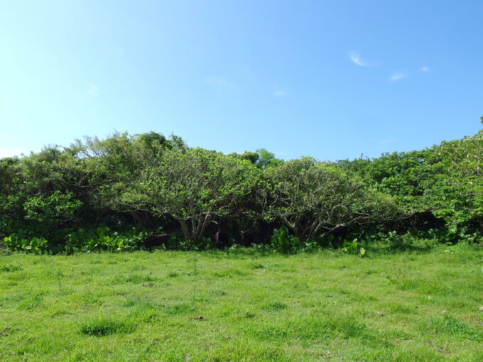 6月下旬梅雨明け直後の竹富島木陰に並んで草を食む牛