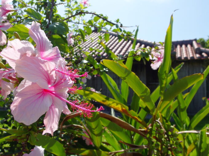 6月下旬梅雨明け直後の竹富島美しいピンクのハイビスカスと蜜を吸いにやって来た蜂