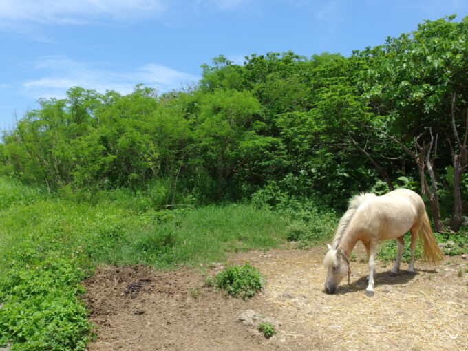6月下旬梅雨明け直後の竹富島抜けるような夏空の下草を食む白馬