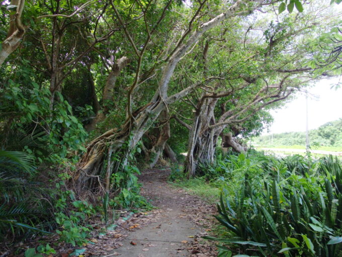 6月下旬梅雨明け直後の小浜島車道脇のジャングルのような遊歩道