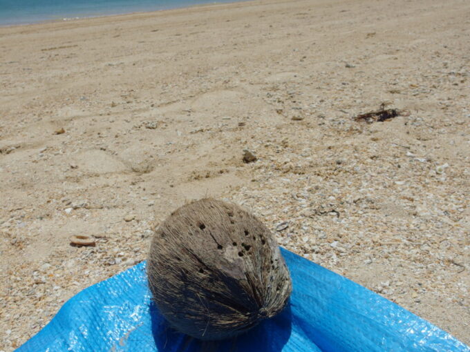 6月下旬梅雨明け直後の小浜島ブルーシートを押さえる重りは南国らしいヤシの実