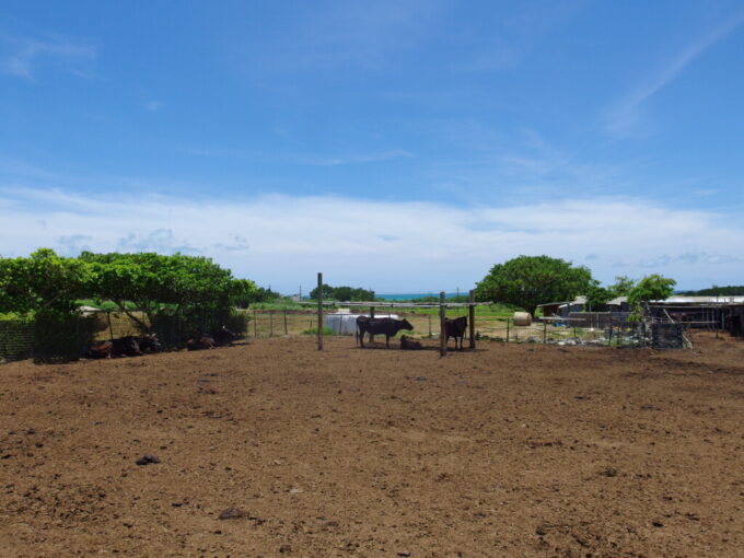 6月下旬梅雨明け直後の小浜島シュガーロード青い海を借景に佇む牛たち