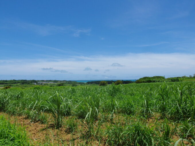6月下旬梅雨明け直後の小浜島シュガーロード名前の由来となったさとうきび畑と碧い海