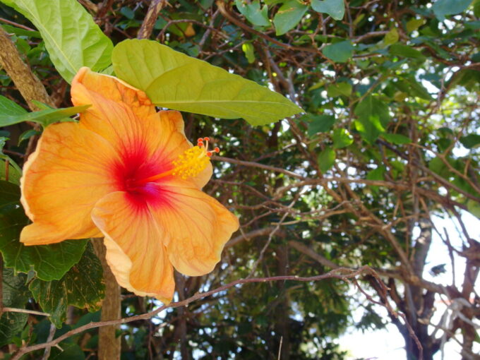 6月下旬梅雨明け直後の小浜島小浜島本集落に咲く美しいオレンジ色のハイビスカス