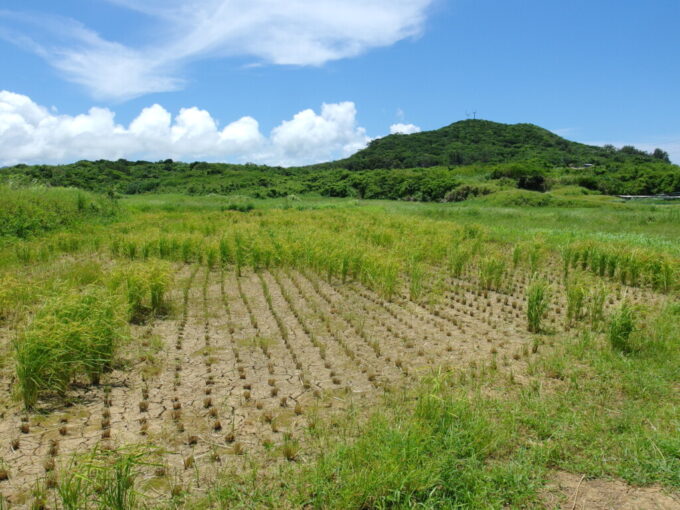 6月下旬梅雨明け直後の小浜島本集落を抜けると稲刈り時の田んぼが現れる