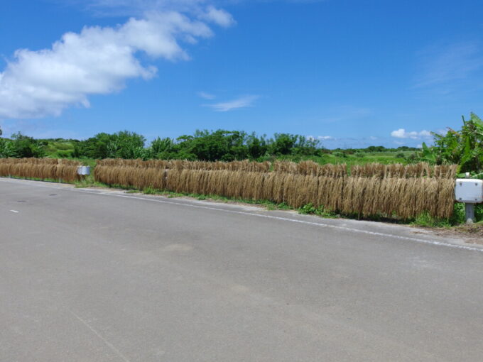 6月下旬梅雨明け直後の小浜島水田脇の道路のガードレールに干された稲