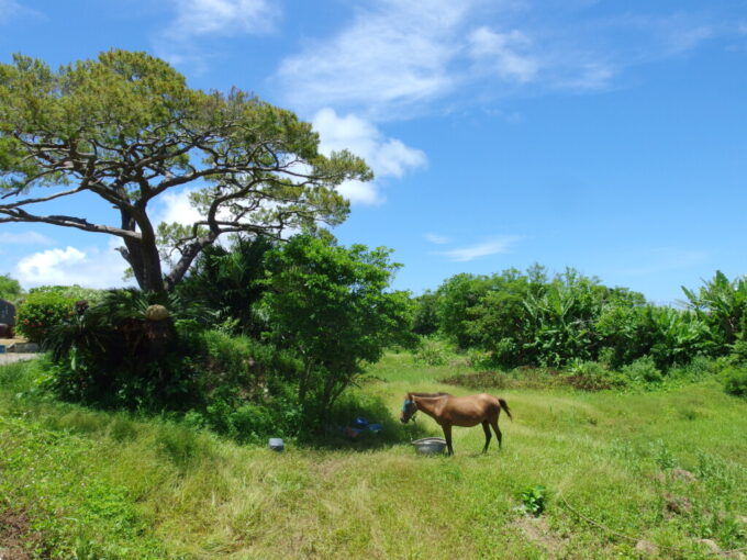 6月下旬梅雨明け直後の小浜島草地につながれたかわいい馬