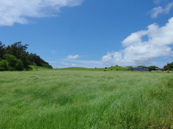 6月下旬梅雨明け直後の小浜島風になびく草原の先には牛たちが佇む小高い丘
