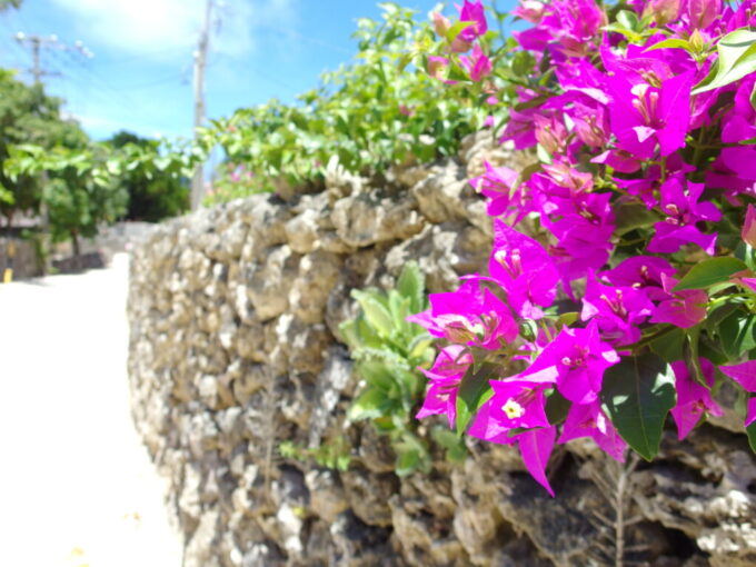 6月下旬梅雨明け直後の竹富島珊瑚の石垣に咲き乱れるブーゲンビリア