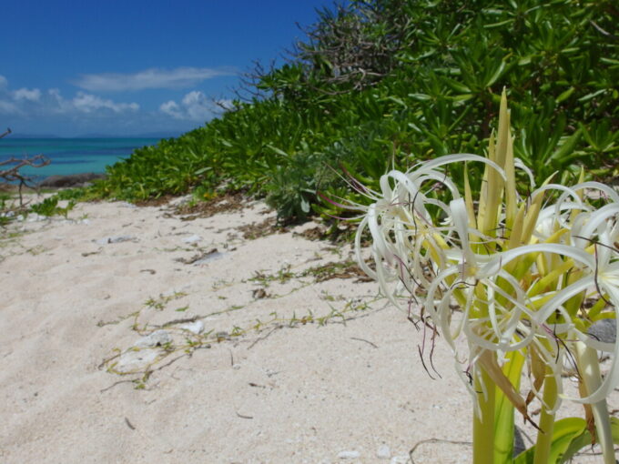 6月下旬梅雨明け直後の黒島西の浜に咲く可憐なハマユウ
