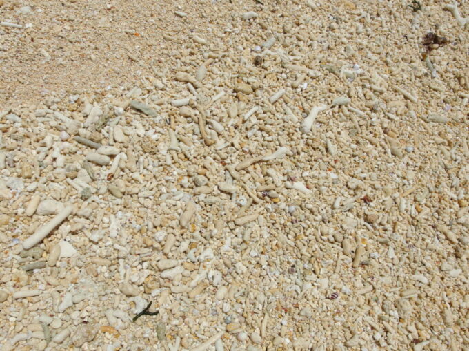 6月下旬梅雨明け直後の黒島西の浜に積もる大量の珊瑚