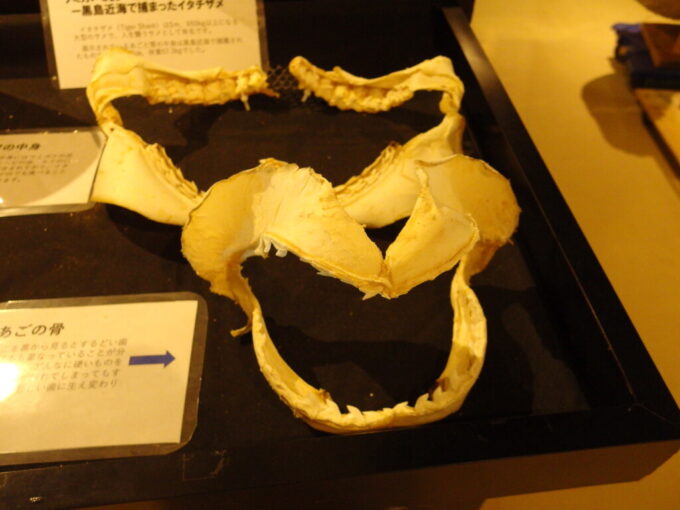 6月下旬梅雨明け直後の黒島黒島研究所に展示されたイタチザメの顎と歯