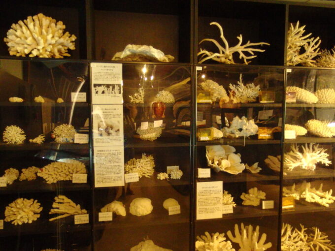 6月下旬梅雨明け直後の黒島黒島研究所の壁一面に展示された様々な珊瑚