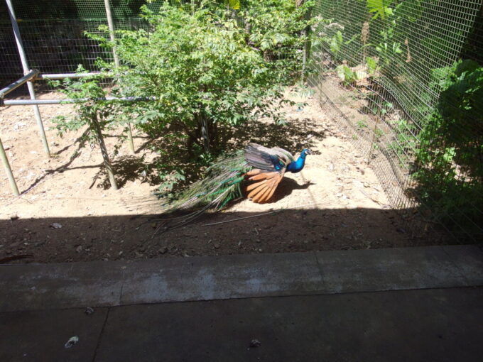 6月下旬梅雨明け直後の黒島中庭で飼われた孔雀
