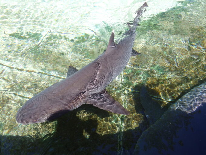 6月下旬梅雨明け直後の黒島黒島研究所独特の質感をしたサメ