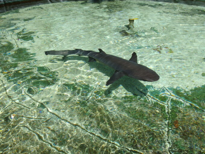 6月下旬梅雨明け直後の黒島黒島研究所水槽をゆったりと泳ぐサメ