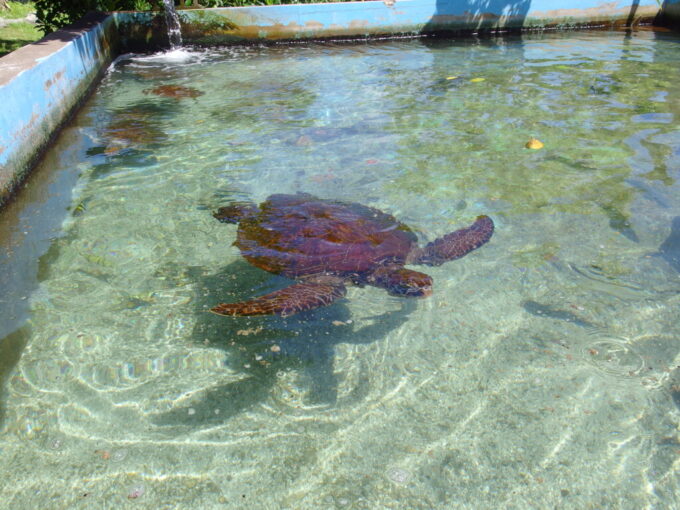 6月下旬梅雨明け直後の黒島黒島研究所外の水槽で泳ぐ大きなウミガメ