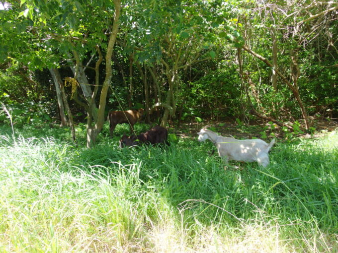 6月下旬梅雨明け直後の黒島で出逢ったかわいい仔牛とヤギ