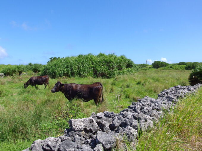 6月下旬梅雨明け直後の黒島灯台をバックに佇む牛