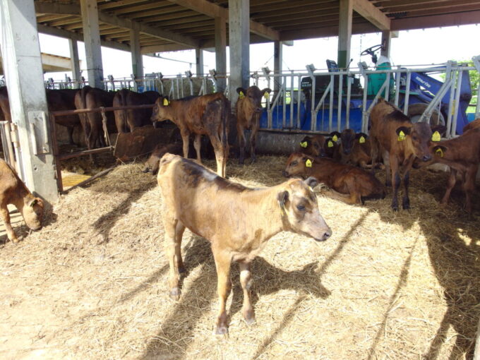 6月下旬梅雨明け直後の黒島牧場で休む大人から子どもまで多くの牛たち
