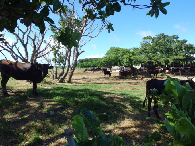 6月下旬梅雨明け直後の黒島木陰に憩うかわいい牛たち