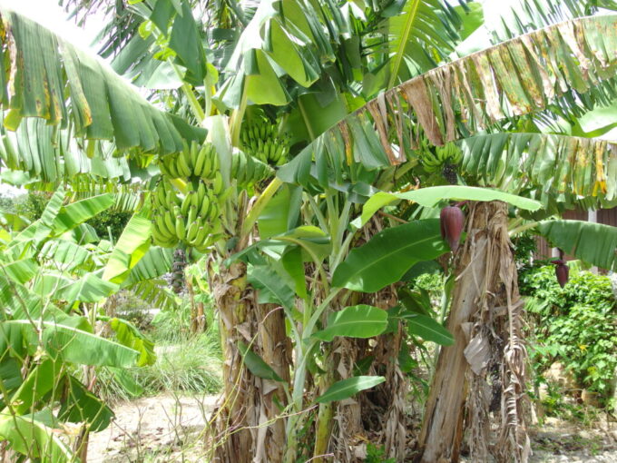6月下旬梅雨明け直後の竹富島枝もたわわにぎっしり実る島バナナ