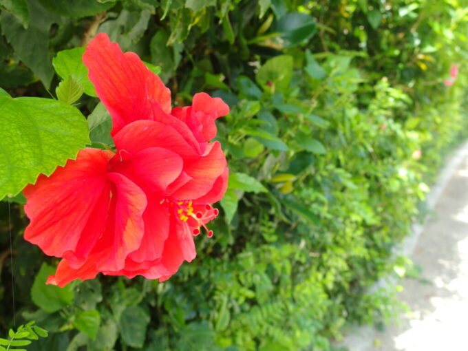 6月下旬梅雨明け直後の竹富島夏の陽射しを浴び咲く八重咲きのハイビスカス