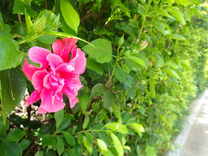 6月下旬梅雨明け直後の竹富島すっかり力を取り戻した太陽を浴び可憐に咲くハイビスカス