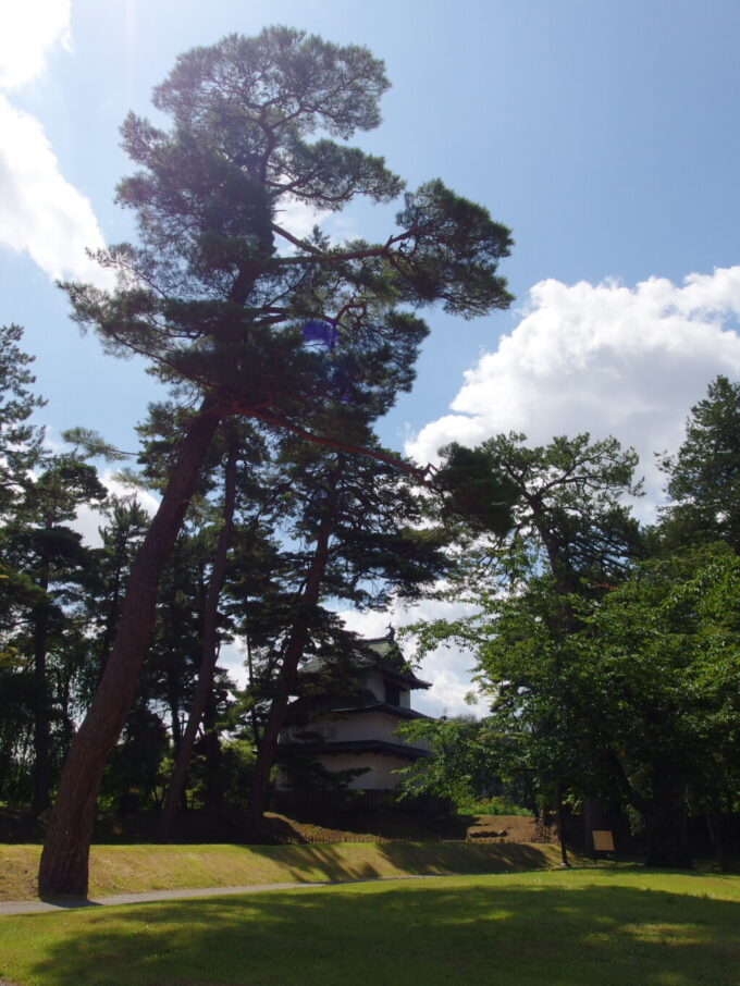 8月上旬夏真っ盛りの弘前公園見上げるほどの立派な松と眩い夏空辰巳櫓