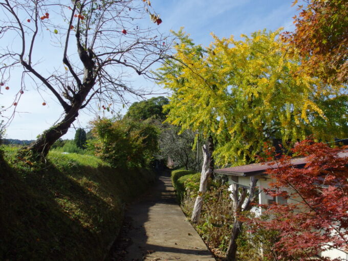 11月上旬奥房総亀山湖秋色に染まる熊野神社の小さな参道