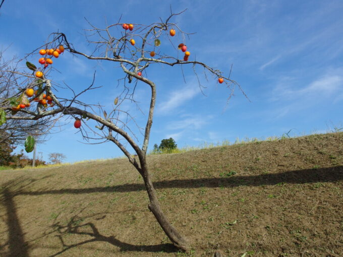 11月上旬奥房総亀山湖田んぼの畔下に実をつける柿の木