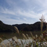 11月上旬奥房総亀山湖畔からすすき越しに望む亀山水天宮の赤鳥居
