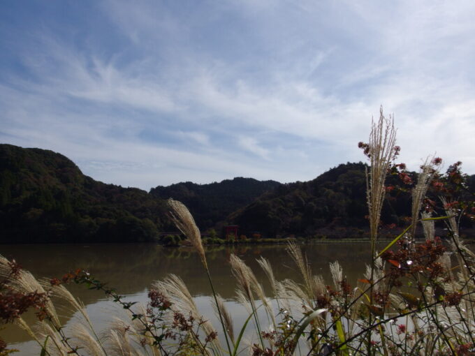 11月上旬奥房総亀山湖畔からすすき越しに望む亀山水天宮の赤鳥居
