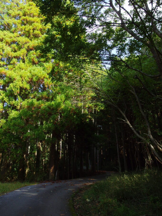 11月上旬奥房総亀山湖の東岸は一変して深い森の中を進む道に