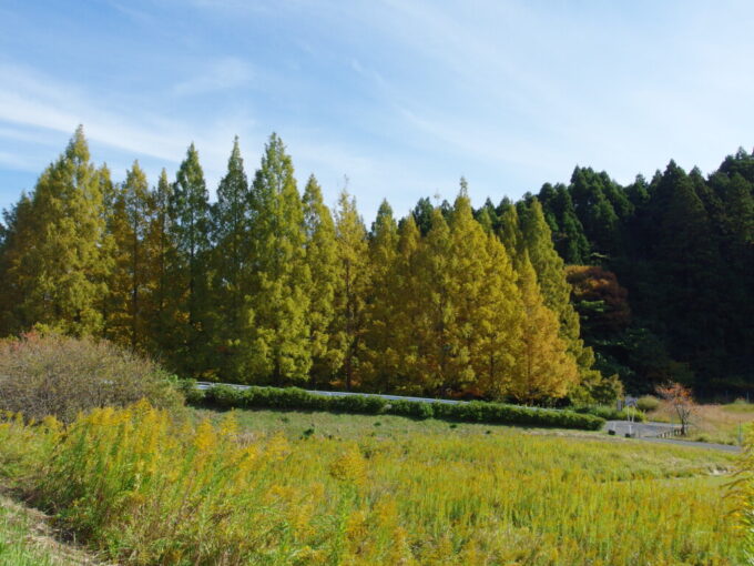 11月上旬奥房総亀山湖黄金に色付く見事なメタセコイア