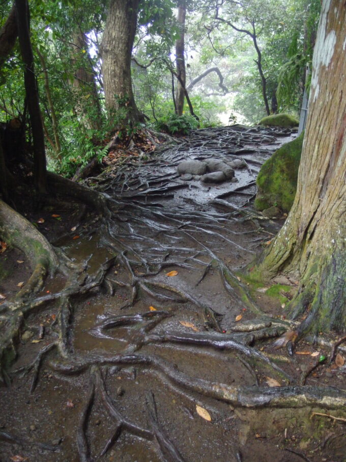 11月上旬雨の鋸山日本寺ロープウェーからの下山ルート木の根道