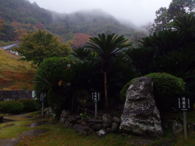 11月上旬雨の鋸山日本寺雨に濡れる源頼朝公お手植えの樹齢800年ともいわれる大蘇鉄
