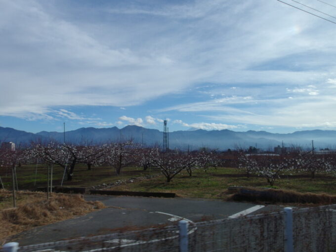12月中旬E353系中央本線特別急行かいじ号白い袋が花のように咲く桃の木と富士山