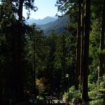 12月中旬初冬の身延山菩提梯の途中から望む杉並木とうつくしい山並み