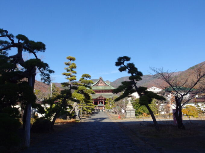 12月中旬初冬の甲府甲斐善光寺参道の松と正面に見える立派な金堂