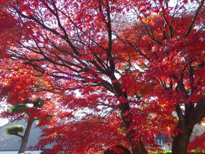 12月中旬初冬の甲府東光寺山門脇に彩りを添える見事な紅葉