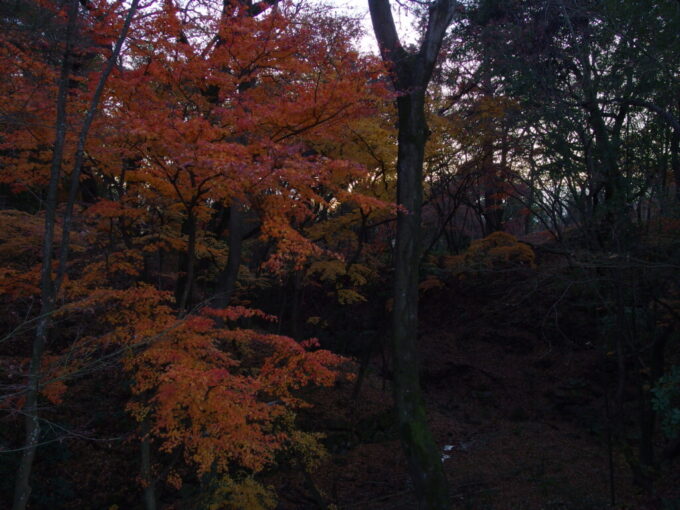 12月中旬初冬の甲府夕刻の武田神社深い空堀に色付く紅葉