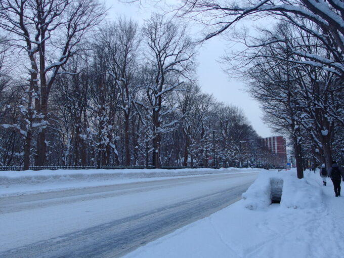 1月中旬冬の北海道大雪の後の札幌ホテルルートイン札幌北四条を目指して北海道大学植物園の横を歩く