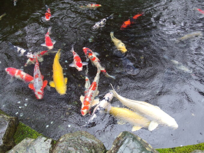 2月中旬冬の伊勢神宮内宮の池を泳ぐ美しい鯉