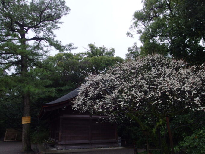 2月中旬冬の名古屋雨の熱田神宮雨に濡れしっとりとした森の中咲く一本の梅の木